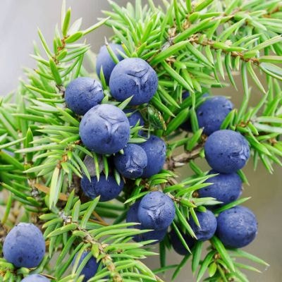 Juniper-Berry-Hydrosol-736.jpg.cf